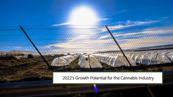 2022’s Growth Potential for the Cannabis Industry