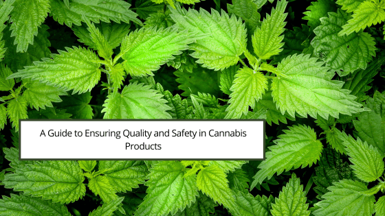 A Guide to Ensuring Quality and Safety in Cannabis Products Cameron Forni (1)