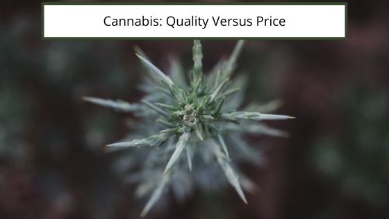 Cannabis Quality Versus Price