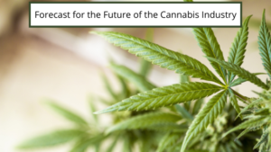 Forecast For The Future Of The Cannabis Industry