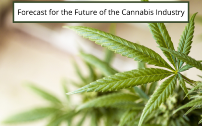 Forecast for the Future of the Cannabis Industry