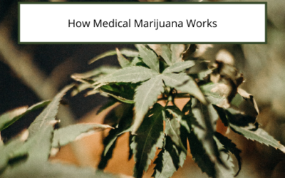 How Medical Marijuana Works