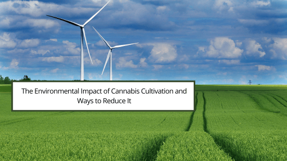 The Environmental Impact of Cannabis Cultivation and Ways to Reduce It