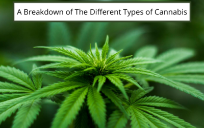 A Breakdown of the Different Types of Cannabis